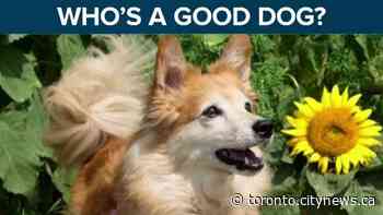 'Who's a good dog?' The Toronto sport we all need right now - CityNews