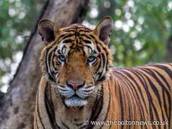 How to watch free streams of Chester, Dublin and Edinburgh Zoo's from home