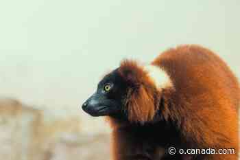 Red Ruffed Lemurs: found where the forest meets the sea