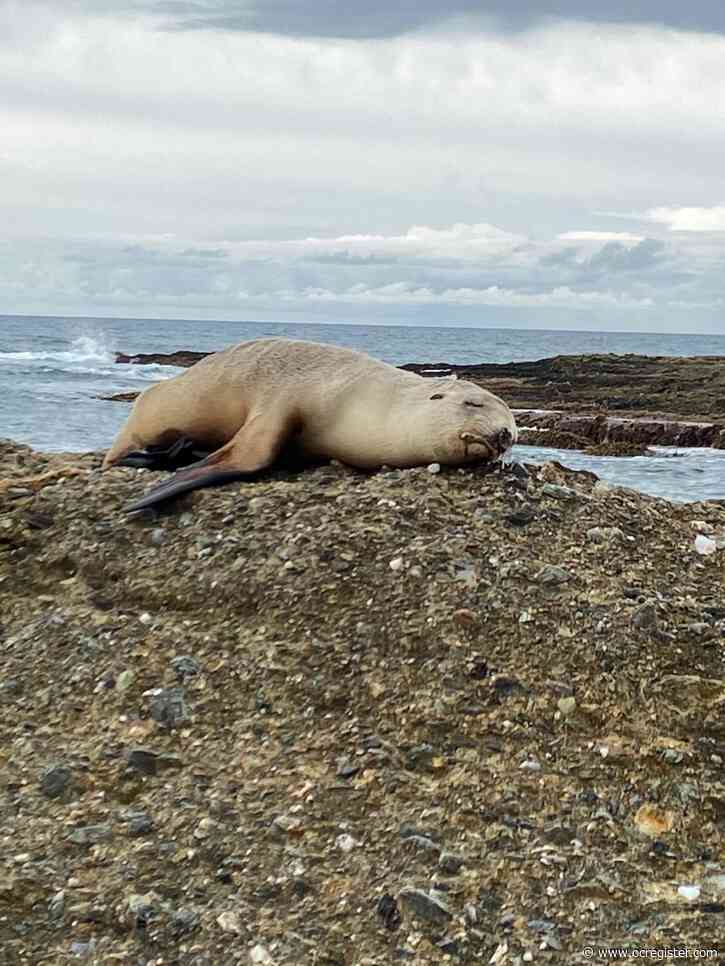 11 sea lion rescues in nine days has Pacific Marine Mammal Center scrambling amid coronavirus shutdown