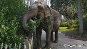 Neunkirchen: Sturmfrei wegen Corona: Elefanten-Dame auf Zoo-Rundgang - BILD