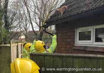 Mischievous cat gets stuck on roof in Old Hall for three days