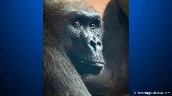 ‘The Grand Old Lady Of The Cincinnati Zoo’: Gorilla At Cincinnati Zoo Dies At Age 50