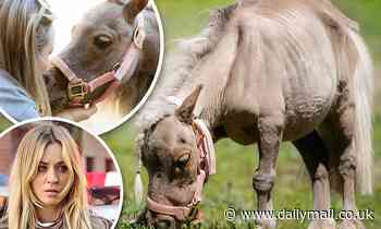 Kaley Cuoco mourns the loss of her rescue dwarf pony: 'She no longer has to live in pain'