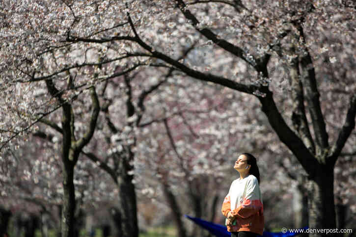 Hay fever or coronavirus? For allergy sufferers, a season of worry.