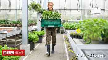 Coronavirus: Millions of garden plants set to be binned - BBC News