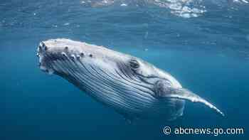 Whales face more fatal ship collisions as waters warm