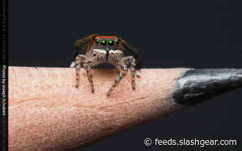 See Peacock Spider Joe’s latest discovery of 7 new species