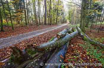 Forstwirtschaft in Weissach: Der Wald als Spiegel der Gesellschaft - Leonberger Kreiszeitung - Leonberger Kreiszeitung
