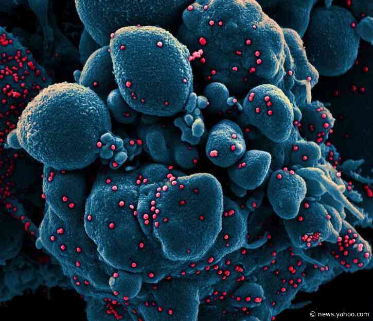 U.S. spies find coronavirus spread in China, North Korea, Russia hard to chart