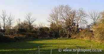 Vandals rip out trees planted as part of council re-wilding project
