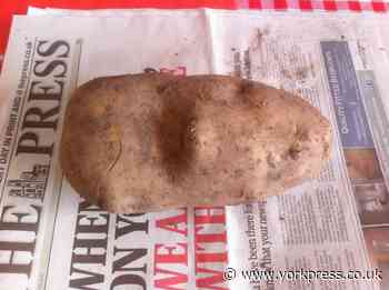 LETTER: Can anyone beat our ‘lockdown potato’?