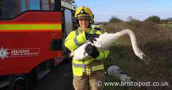 Firefighters rescue swan who was 'defying quarantine' on M5