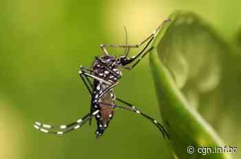 Prefeitura de Umuarama informa que 1475 pessoas tiveram dengue - CGN
