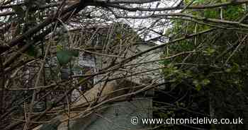 North Tyneside Council will still be collecting garden waste