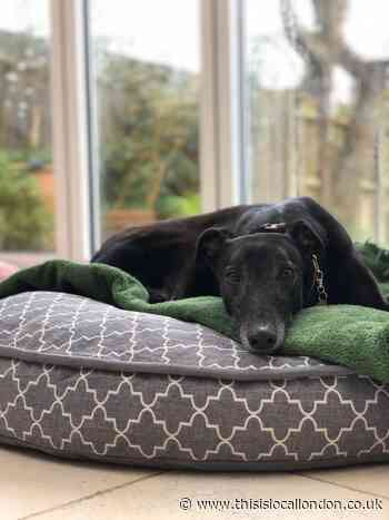 Harefield dogs home thanks loyal supporters