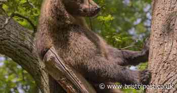 Bristol Zoo needs your help to protect animals