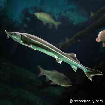 Sturgeon “Methuselah Fish” Genome Sequenced – Important Piece of Evolutionary Puzzle