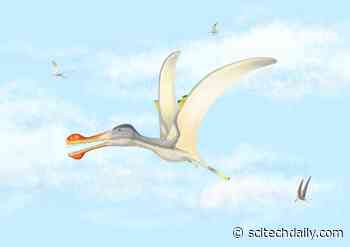 Three New Species of Flying Reptiles Discovered – Pterosaurs That Inhabited the Sahara 100 Million Years Ago