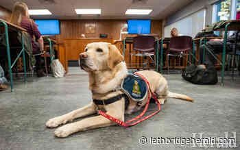 Compassionate companions - new service dog being introduced for Lethbridge Victim Services - Lethbridge Herald
