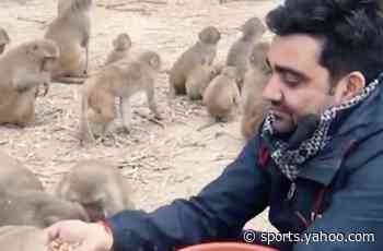 This entrepreneur feeds dozens of unwanted monkeys every week - Yahoo Sports