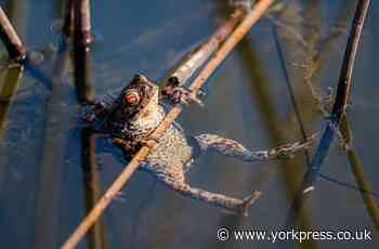 Six-year-old Cohen Reynolds' glorious photo of a sunbathing frog is one to raise a smile