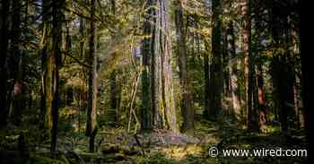 Why Old-Growth Trees Are Crucial to Fighting Climate Change