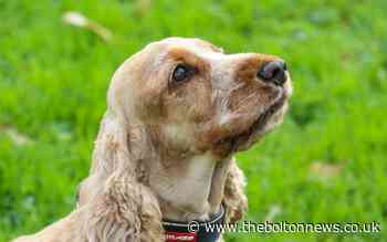 Grieving couple's heartfelt thanks to dog-loving taxi driver - The Bolton News