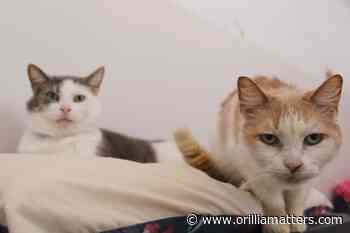 Orillia cat shelter in need of donations as fundraisers cancelled - OrilliaMatters