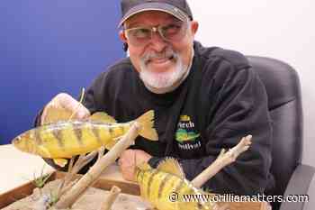 Orillia Perch Festival cancelled due to COVID-19 pandemic - OrilliaMatters