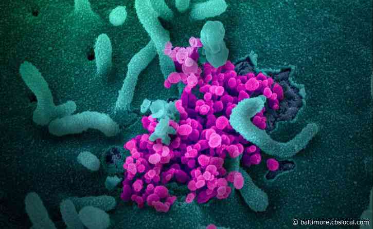 Coronavirus Latest: Cecil County Reports Its First COVID-19 Death