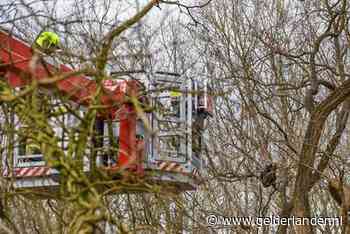 Kat Noor gered na zeker 30 uur in boom boven spoor in Oosterbeek