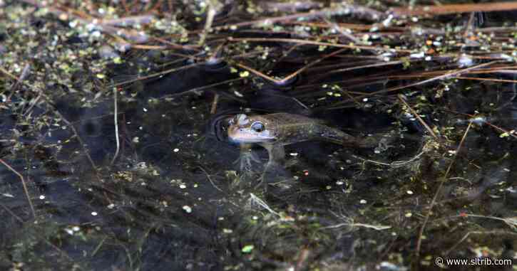 In Utah’s mountains and deserts, Columbia spotted frogs are sentinels of climate change