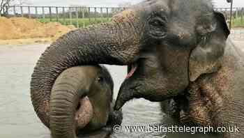 Elizabeth the baby elephant makes a splash at ZSL Whipsnade Zoo