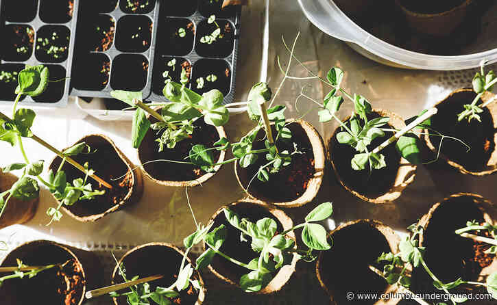 How to Garden Your Way Through the Coronavirus Pandemic