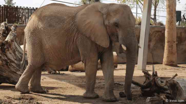 Baby Count Down On: Reid Park Zoo prepares for birth of baby elephant calf