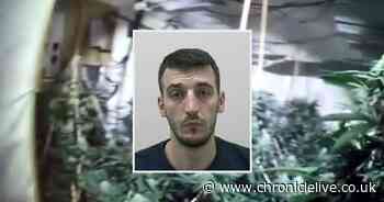 Cannabis farm 'gardener' who was in the UK illegally is jailed