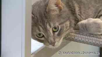 Saskatoon SPCA finds homes for 116 animals, encourages adoptions during COVID-19 pandemic