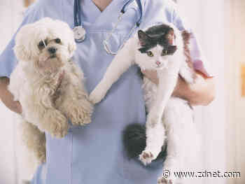 Chinese researchers cite clues that cats and dogs may transmit COVID-19