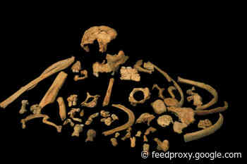 An Ancient Tooth Is Revealing More About Our Human Ancestors