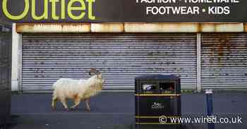 The goats of the Great Orme have an important coronavirus message