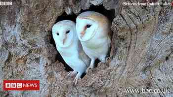 Wildlife artist shares his webcams with public during lockdown