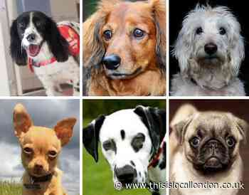 Revealed: The most expensive puppies in the UK - full list