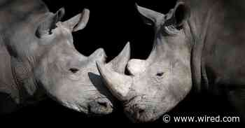 The Coronavirus Lockdown Is a Threat for Many Animals, Not a Blessing