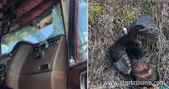 Turkey busts through semi windshield on I-35E