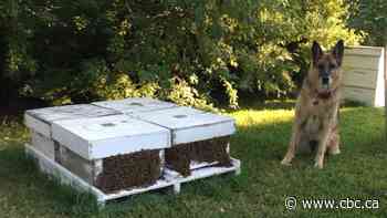 Honeybee farmers facing 'desperate situation' as bee imports slow