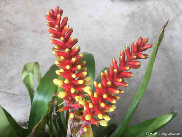 These surprising, garden-worthy plants are perfect for Southern California climates