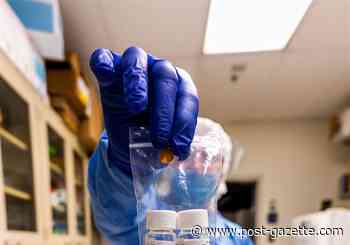 Pitt team makes progress on possible COVID-19 vaccine