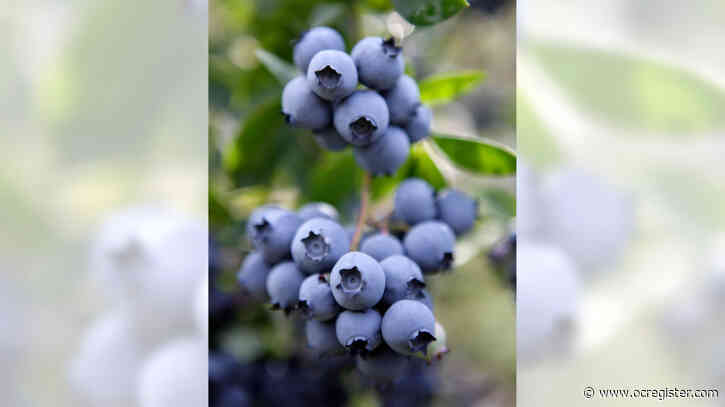 Master Gardener: How to grow blueberries in Southern California