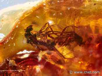 Flies having sex preserved in fossil dating back millions of years     - CNET